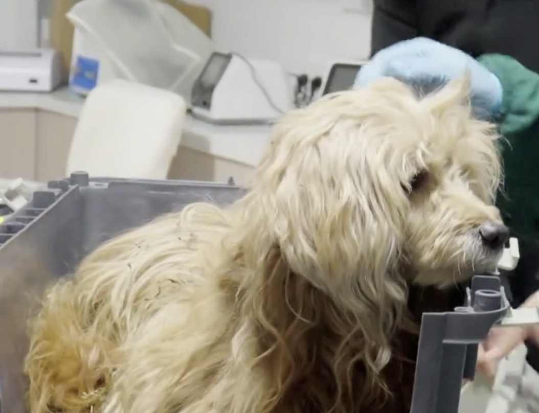 &laquo;Китайский Хатико&raquo; месяц ждал умершего хозяина у дверей дома