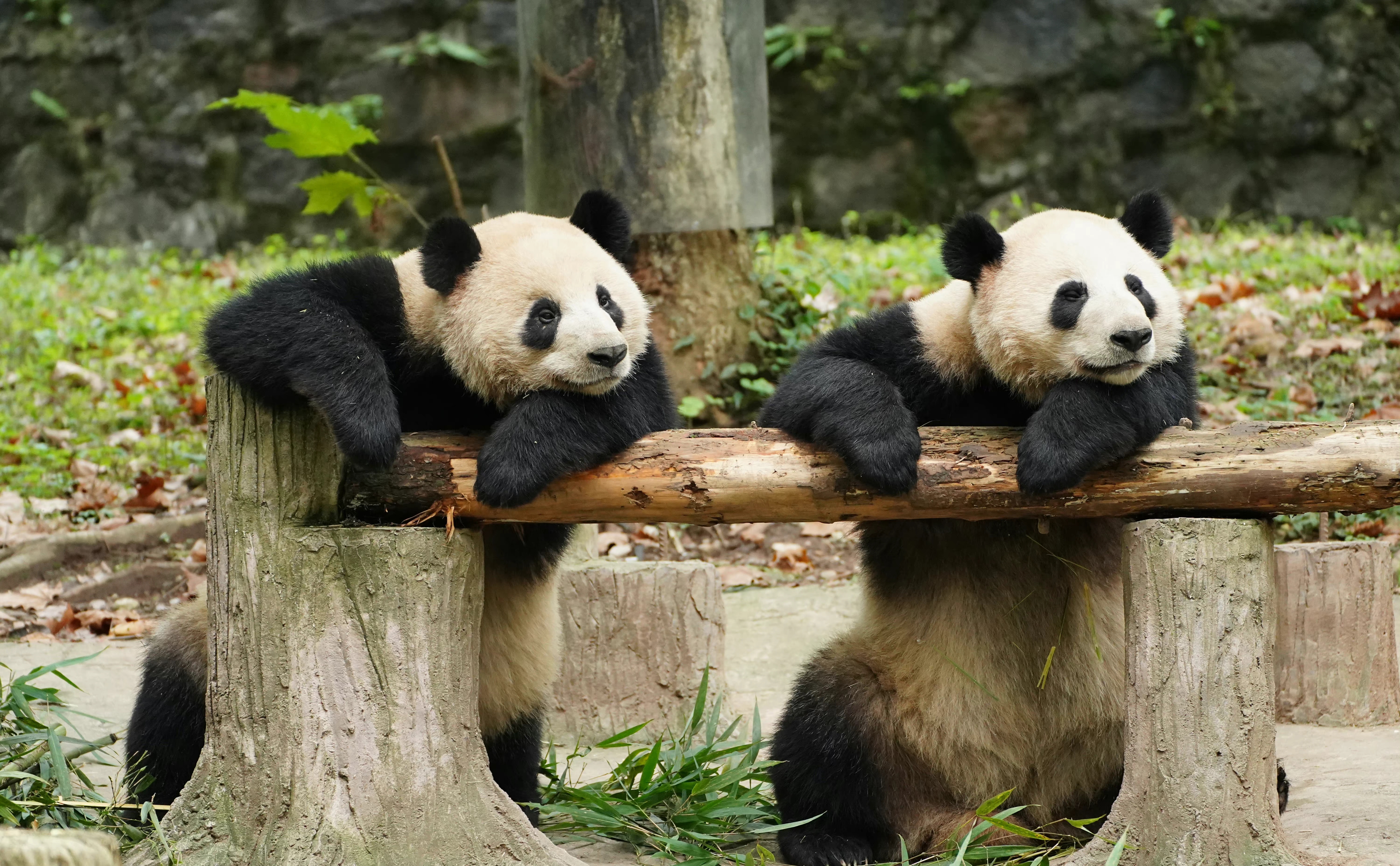 В Китае за фейк о спаривании панд-самцов задержали двух мужчин