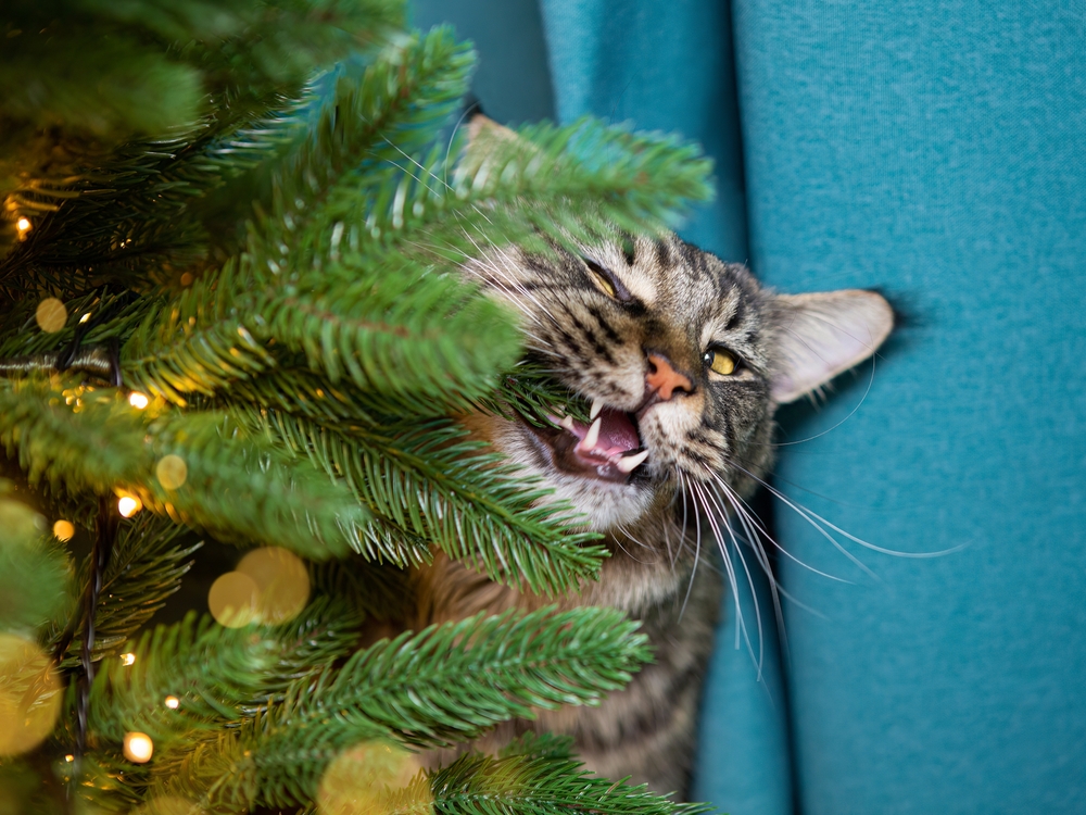 Ветеринары ожидают новогодний бум обращений из-за отравлений и стресса у питомцев