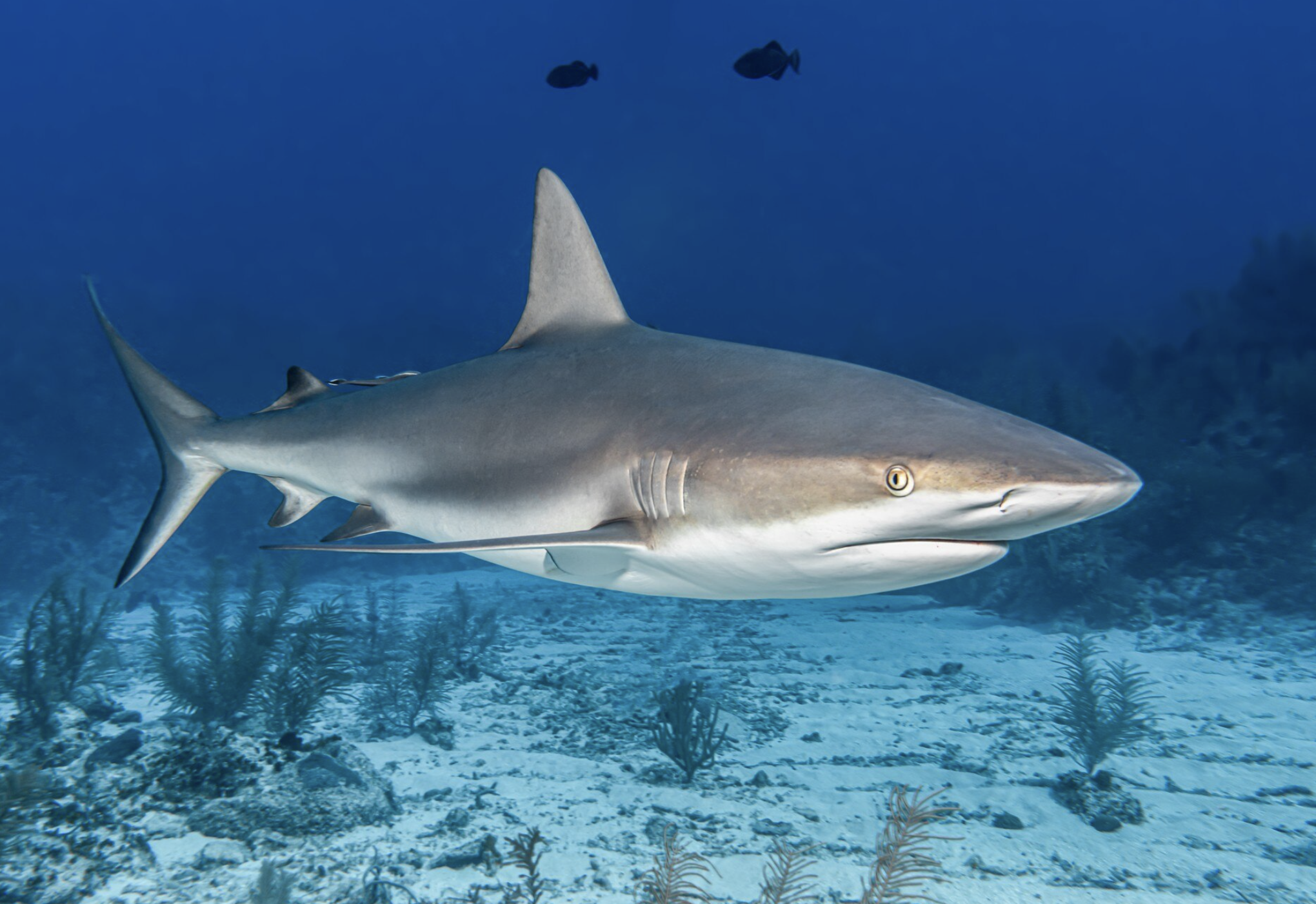 В Хургаде пляжи пяти отелей закрыли из-за акулы, но туристы умиляются &laquo;красавицей&raquo;
