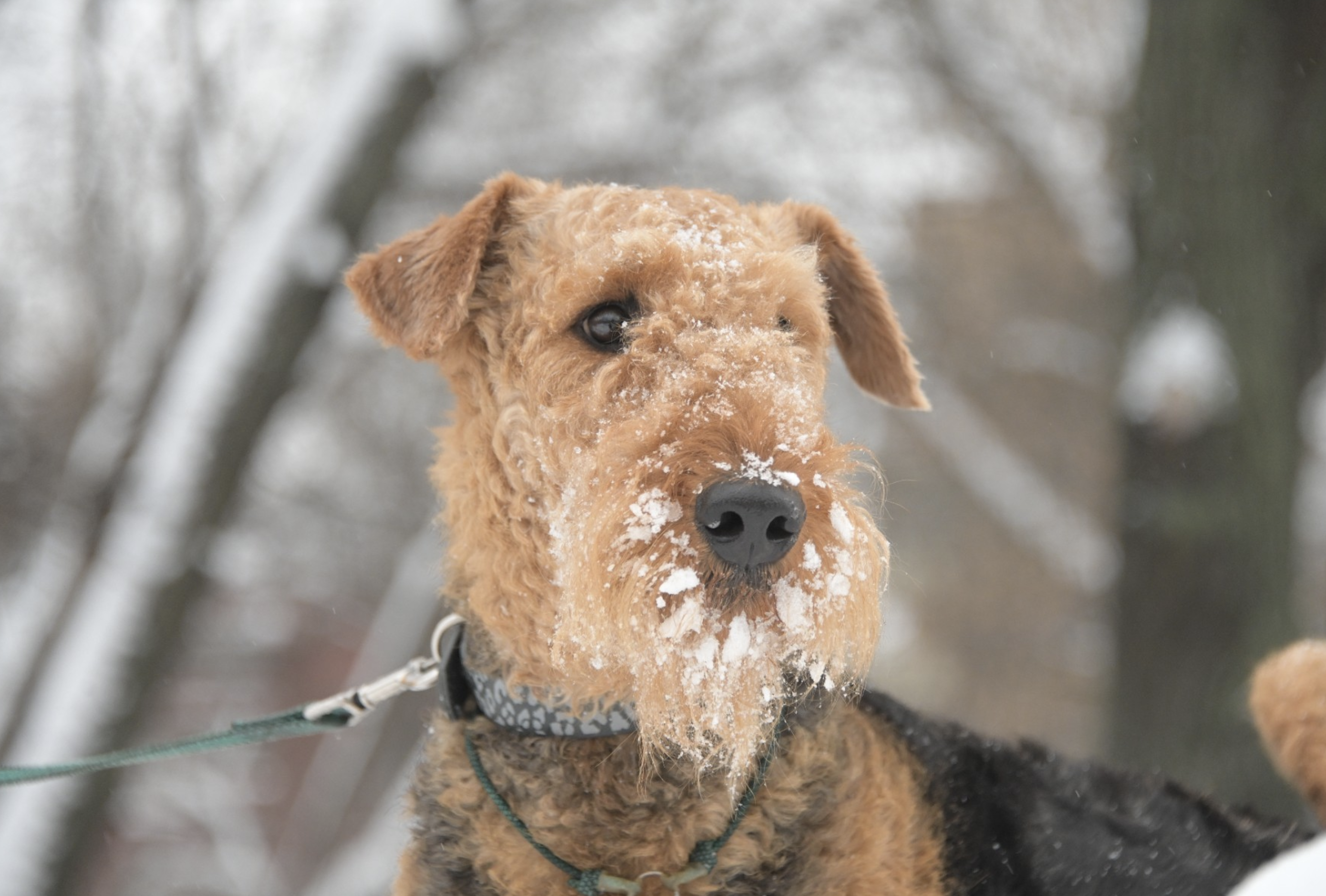Россиянам объяснили, можно ли взять больничный из-за болезни питомца