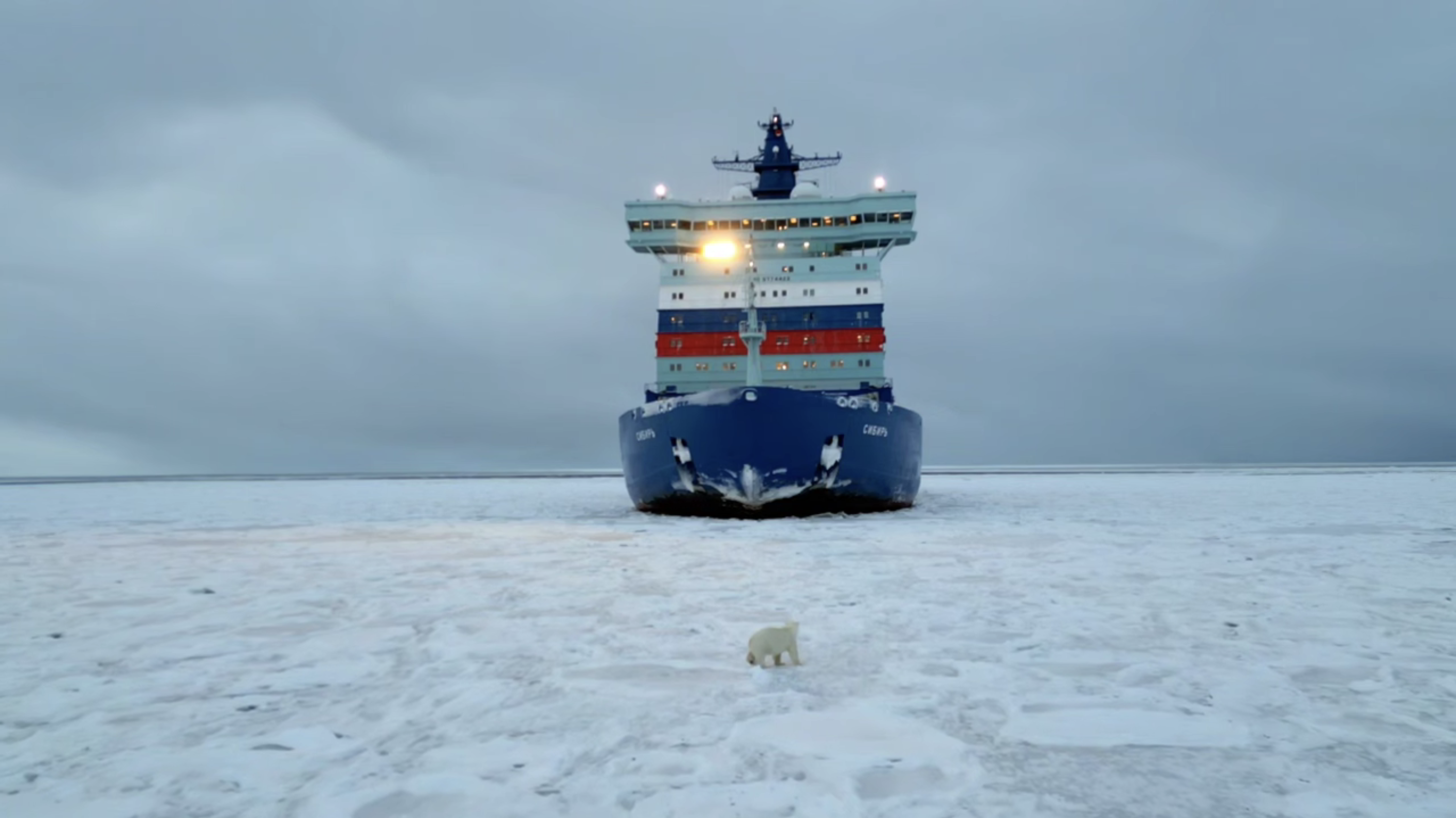 Белый медведь подошёл познакомиться к атомному ледоколу &laquo;Сибирь&raquo; в Карском море