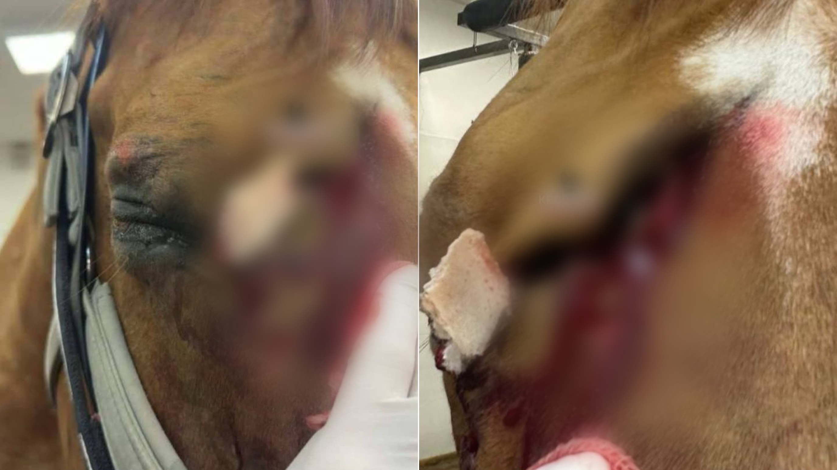 Собчак раскрыла подробности, как Якубович жестоко истязала коня Рамзана в Красногорске