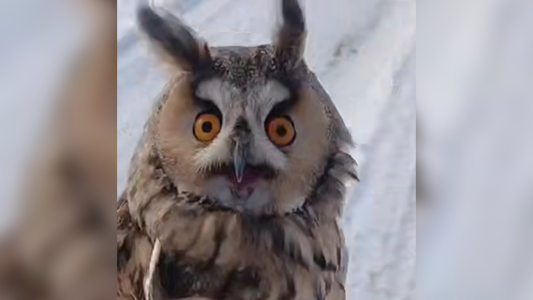 Российские военные спасли очень пучеглазую сову, запутавшуюся в леске