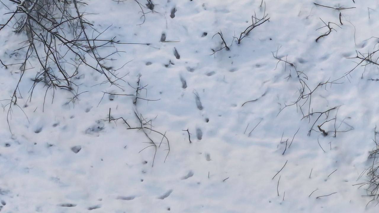 ВС РФ по следам на снегу выявили и уничтожили группу из 20 солдат ВСУ под Купянском