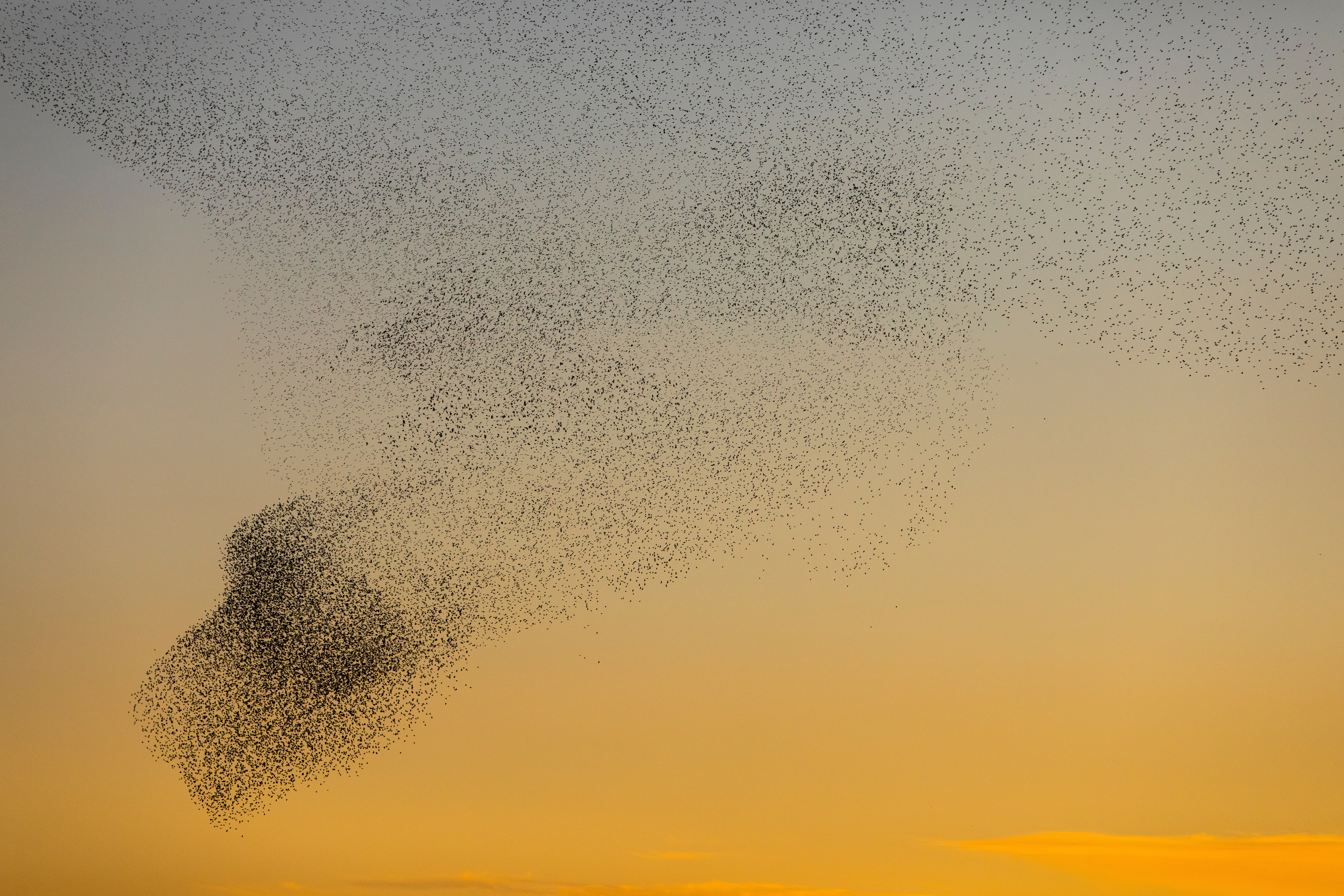 Гладков показал странное поведение птиц во время ракетной опасности в Белгороде