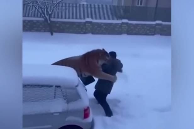 Жителю Приморья грозит огромный штраф за видео с &laquo;нападением&raquo; амурского тигра