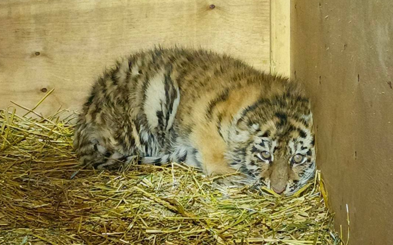 Его главная задача выжить: В Хабаровском крае спасают истощённого тигрёнка-сироту