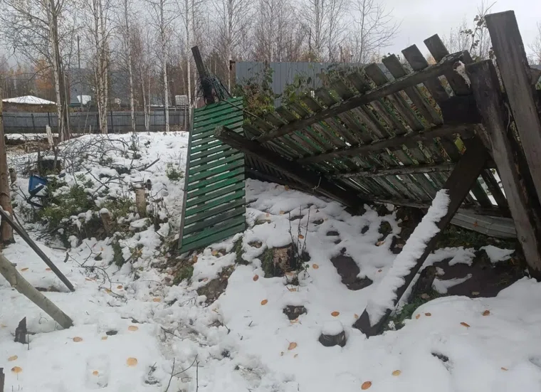 Под Нижневартовском медведица с медвежатами разгромила дачи пенсионеров