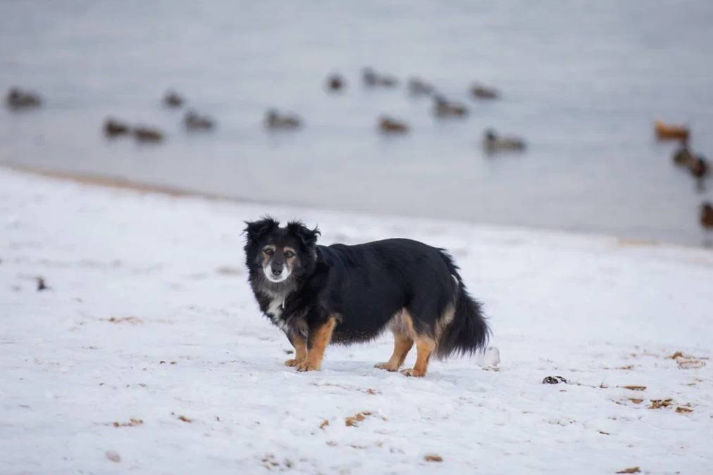 Собачников предупредили об опасности снега для домашних питомцев