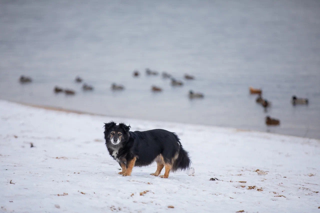 Кому достанется друг: Адвокат рассказал, как не потерять питомца при разводе