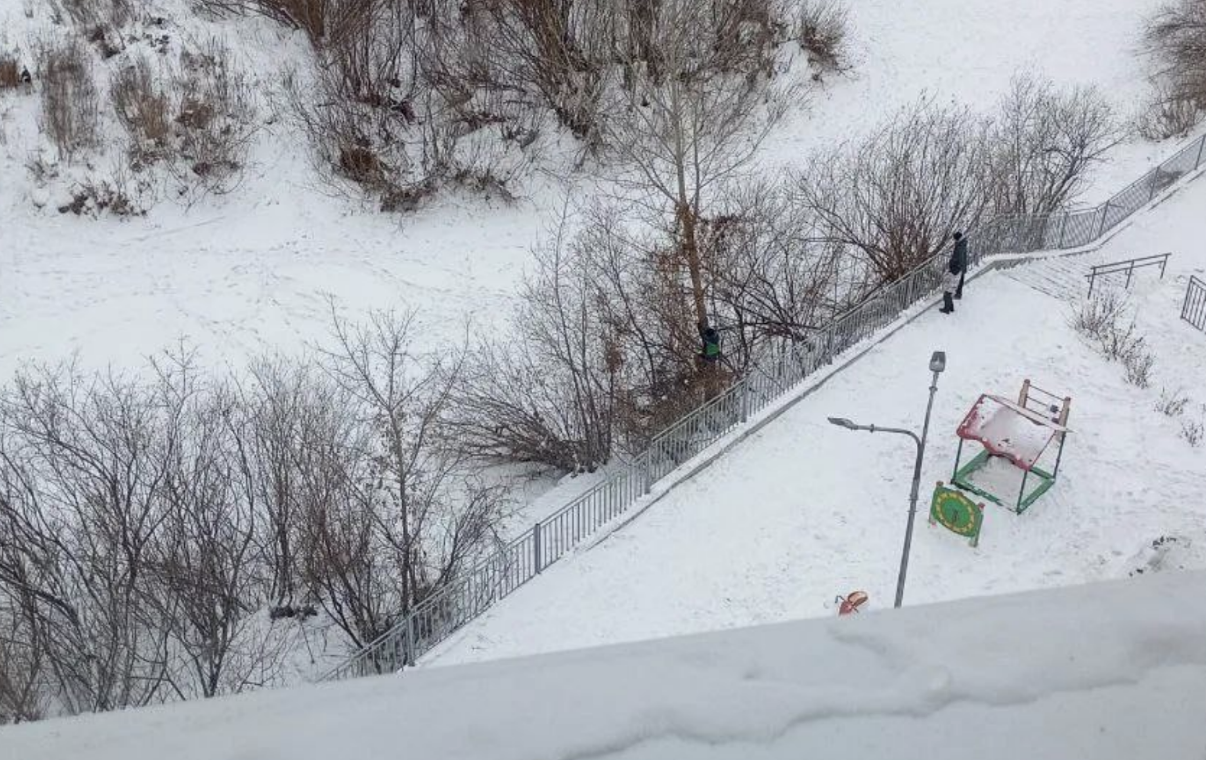 Собаки загнали ребёнка на дерево в Красноярском крае