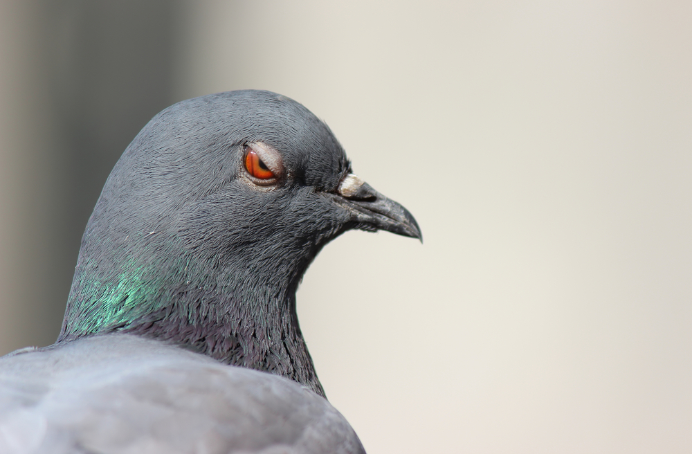 На Украине пенсионерка заказала киллера для соседа, потому что он мешал кормить голубей
