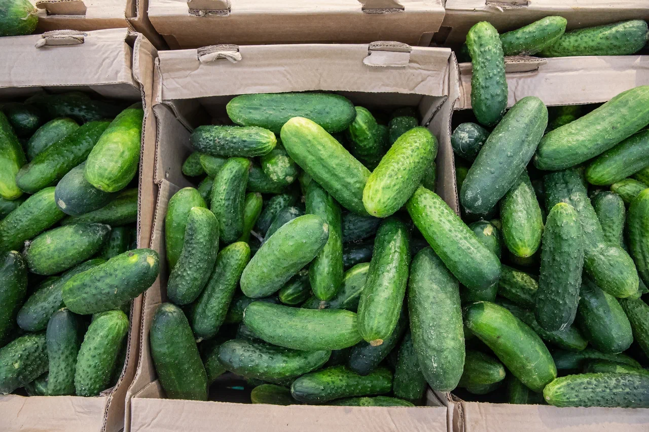 В Минсельхозе объяснили россиянам, почему огурцы так резко подорожали