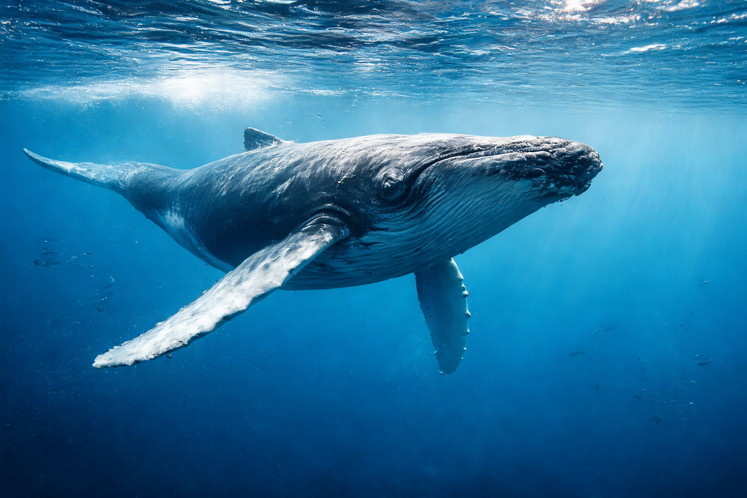 Манулы, киты и &laquo;Столбы&raquo;: 1 млрд рублей направят на спасение редких видов