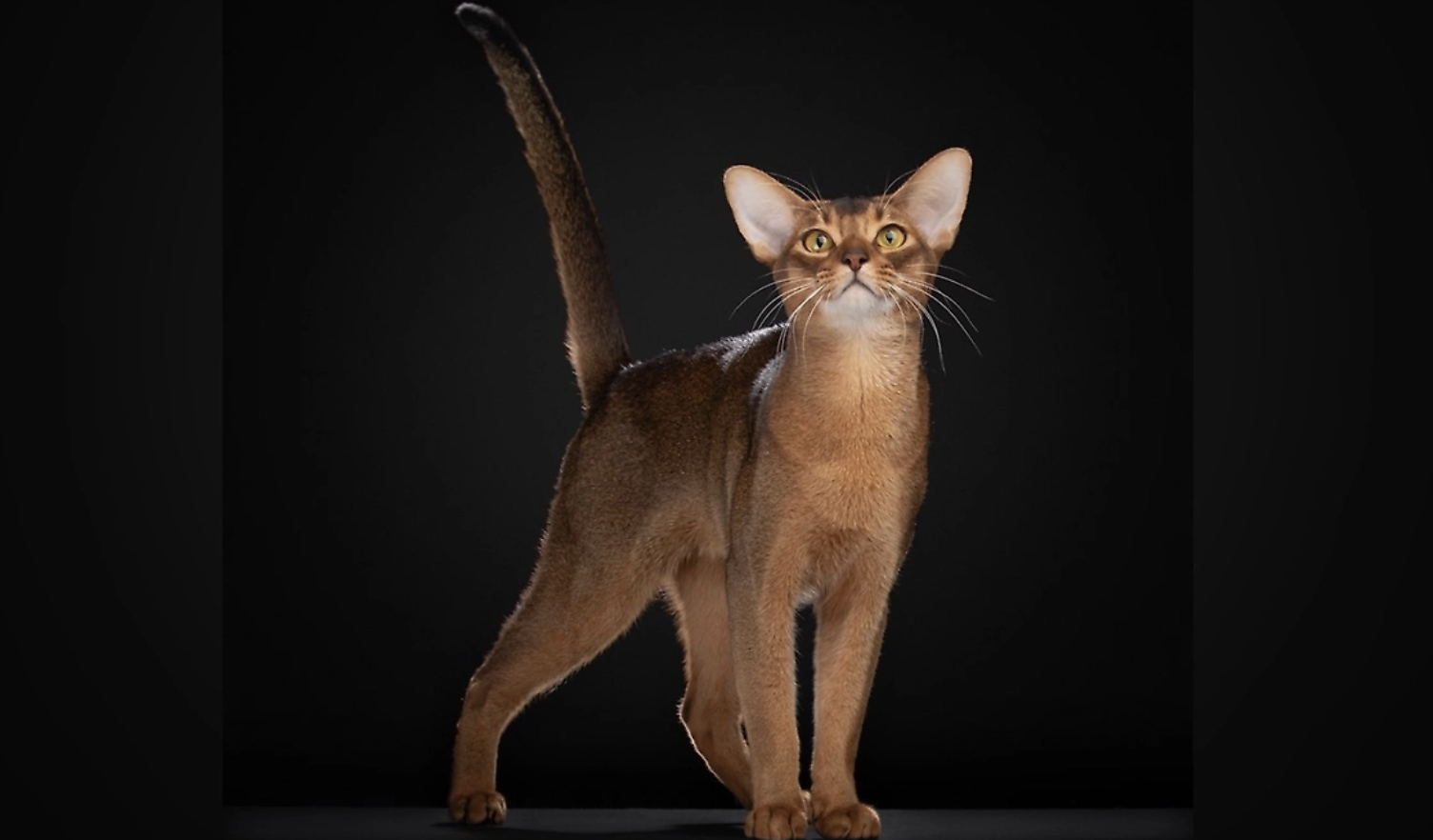 Самому красивому в мире коту ищут &laquo;невесту&raquo; в Москве