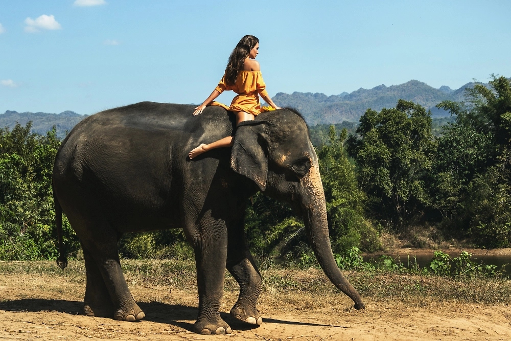 Слон &laquo;слепнет&raquo; без усиков: Учёные выяснили, почему волоски на хоботе важнее, чем кажется