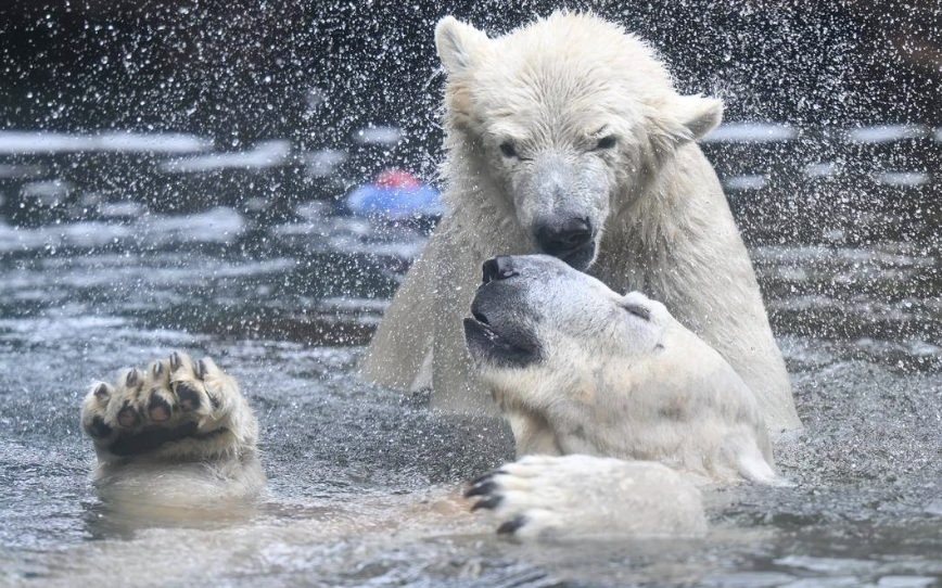 В Японии умер белый медведь Гого из Перми