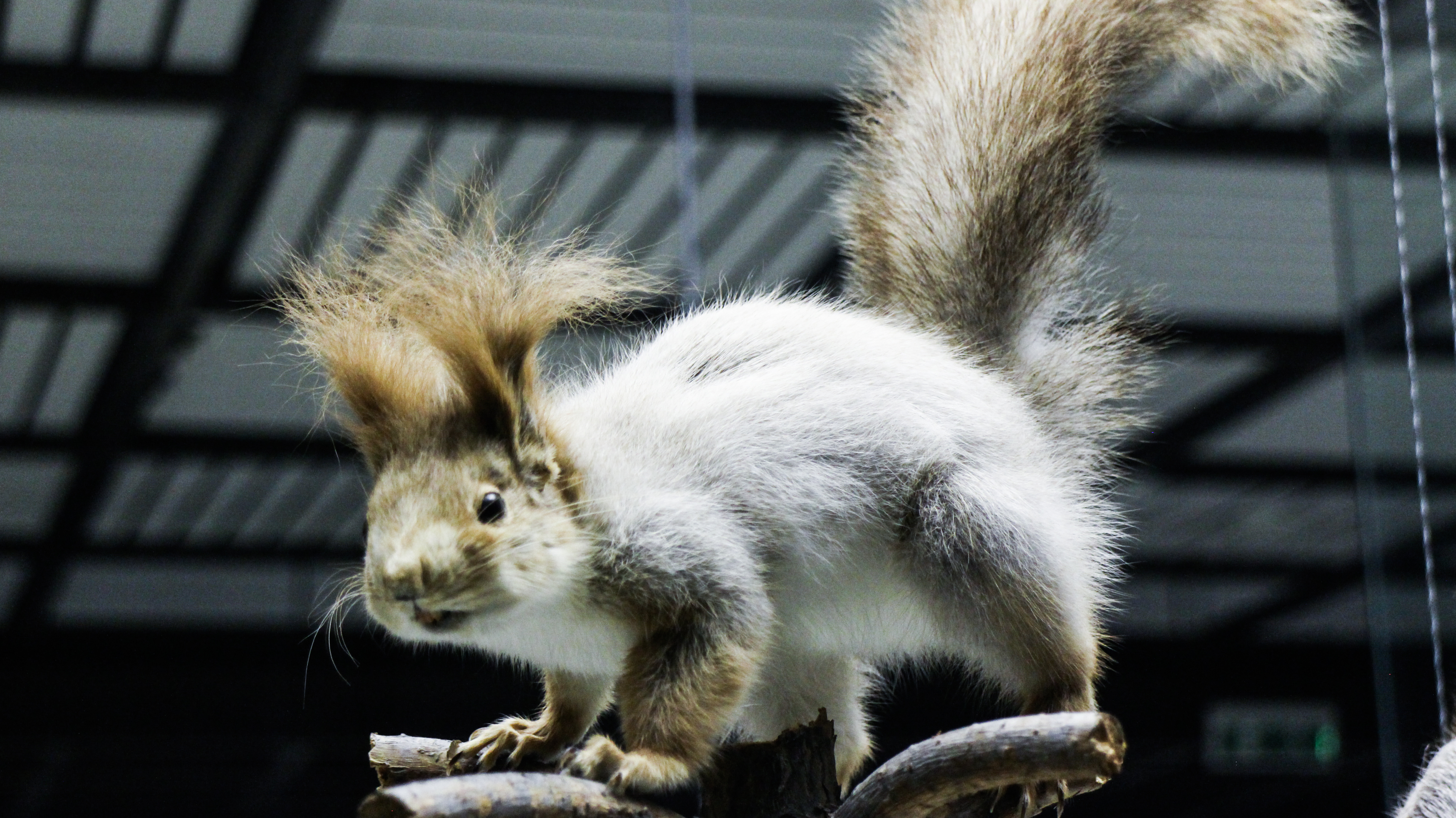 Белка сожгла дом дотла &ndash; мирно спавшую семью спасло чутьё отца
