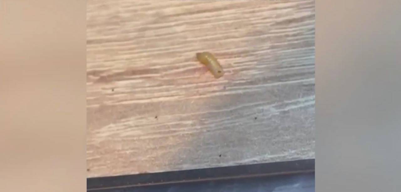 Популярная сеть кофеен уволила сотрудников за правду об антисанитарии и личинках в еде