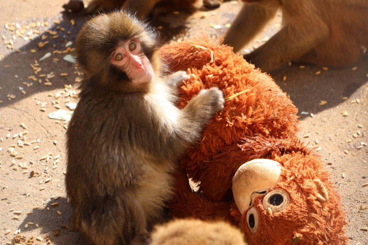 Брошенный матерью детёныш макаки Панч нашёл утешение в мягкой игрушке