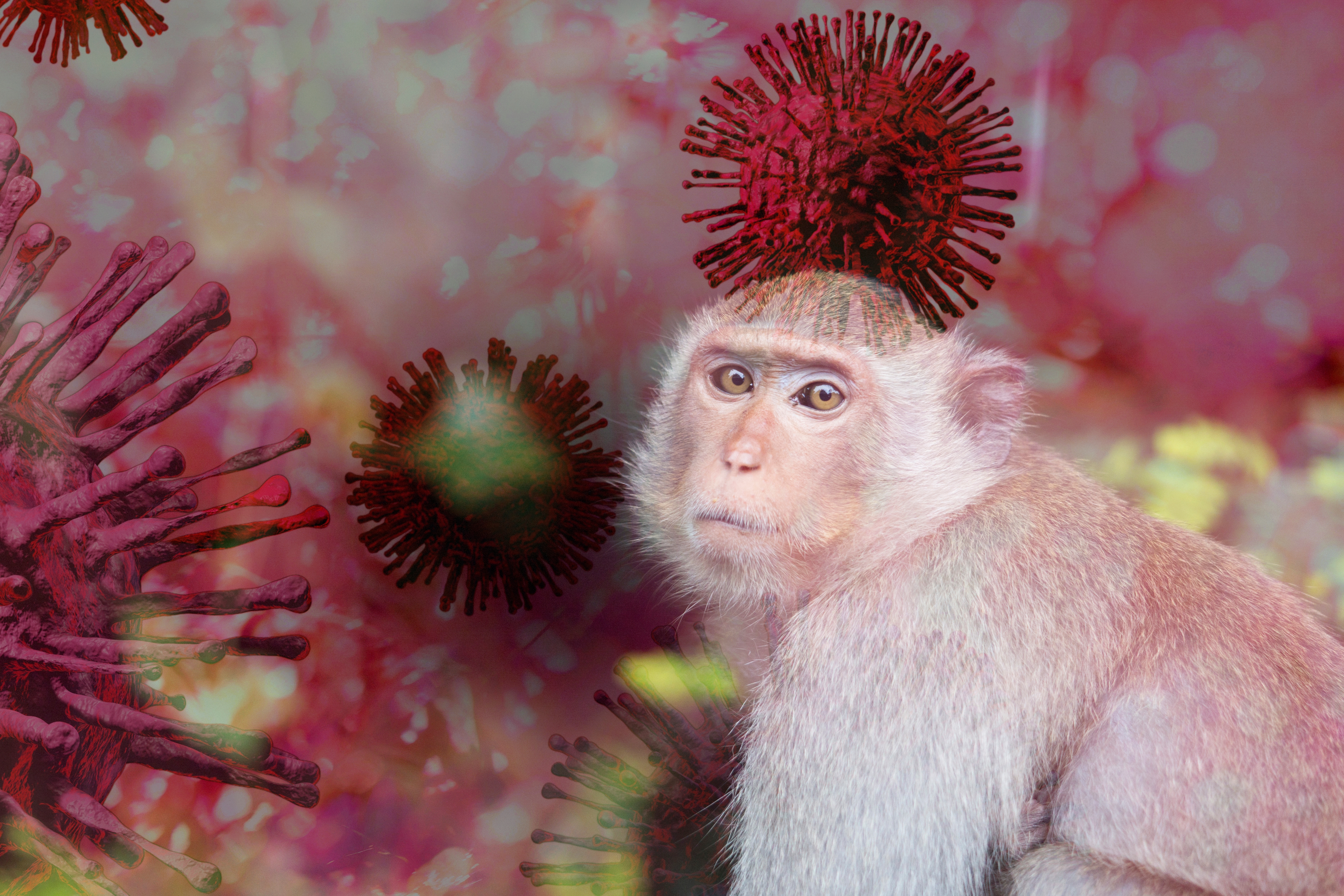 Вирусолог призвал россиян не паниковать из-за оспы обезьян