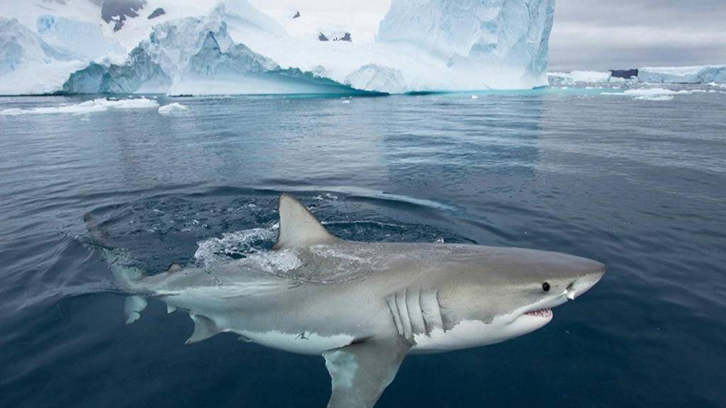 В ледяных водах Антарктики впервые заметили крупную акулу