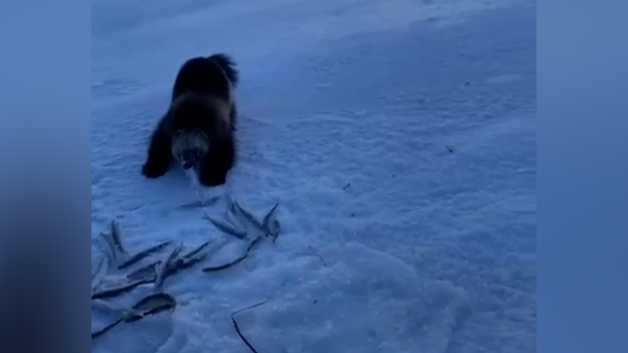 Дерзкая росомаха стащила улов и приступила к трапезе прямо рядом с рыбаками