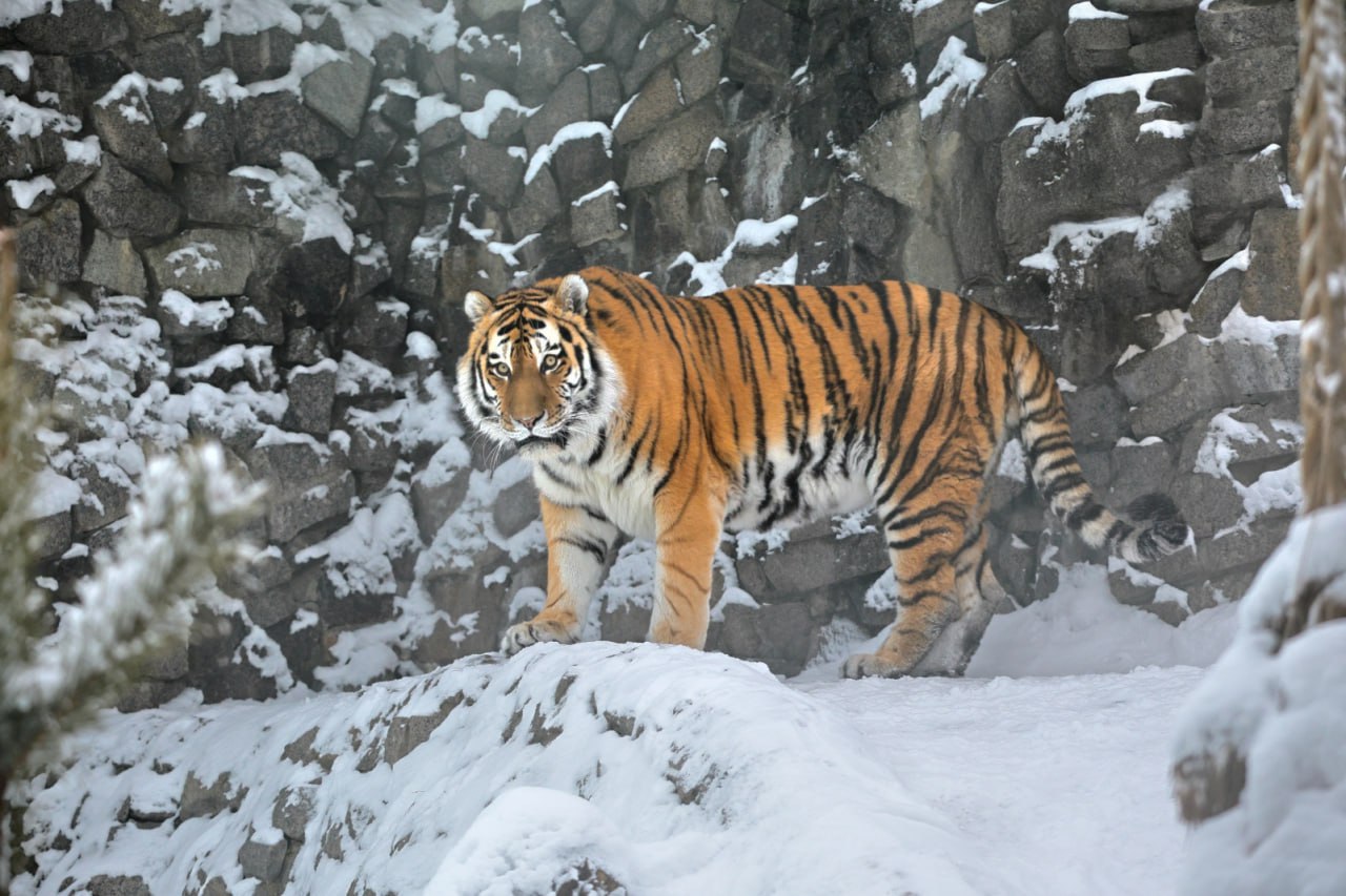 Амурский тигр Амадей из Ленинградского зоопарка заболел