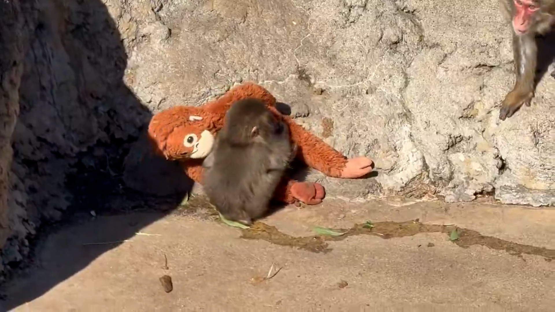 Взрослая макака напала на брошенного мамой детёныша в японском зоопарке