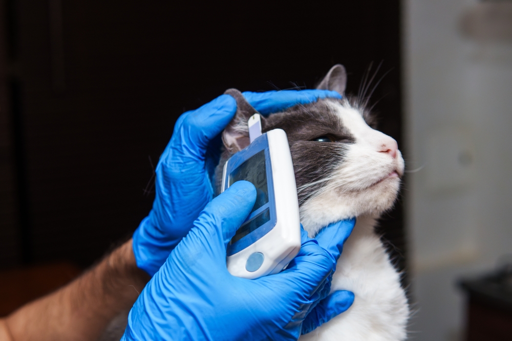 США в четыре раза увеличили закупки медицинских и ветеринарных приборов в России