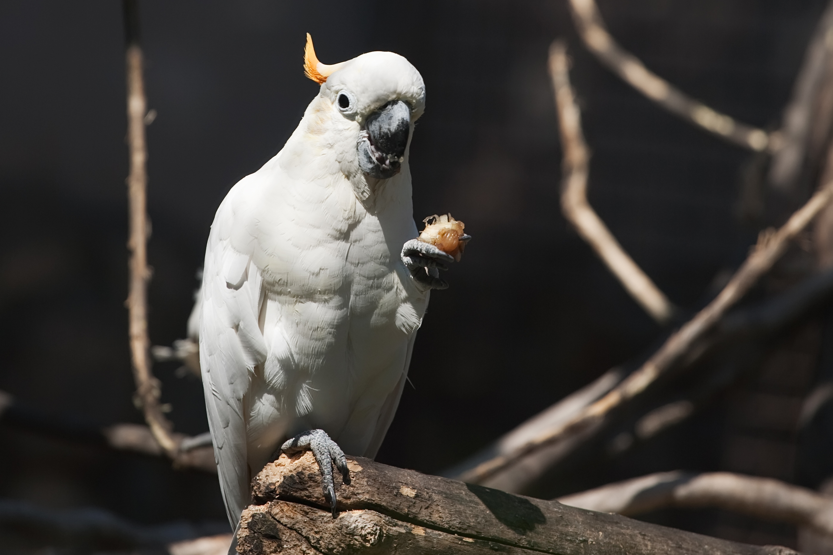 Попугая-матершинника Пушкина спасли в Подмосковье в снежной буре