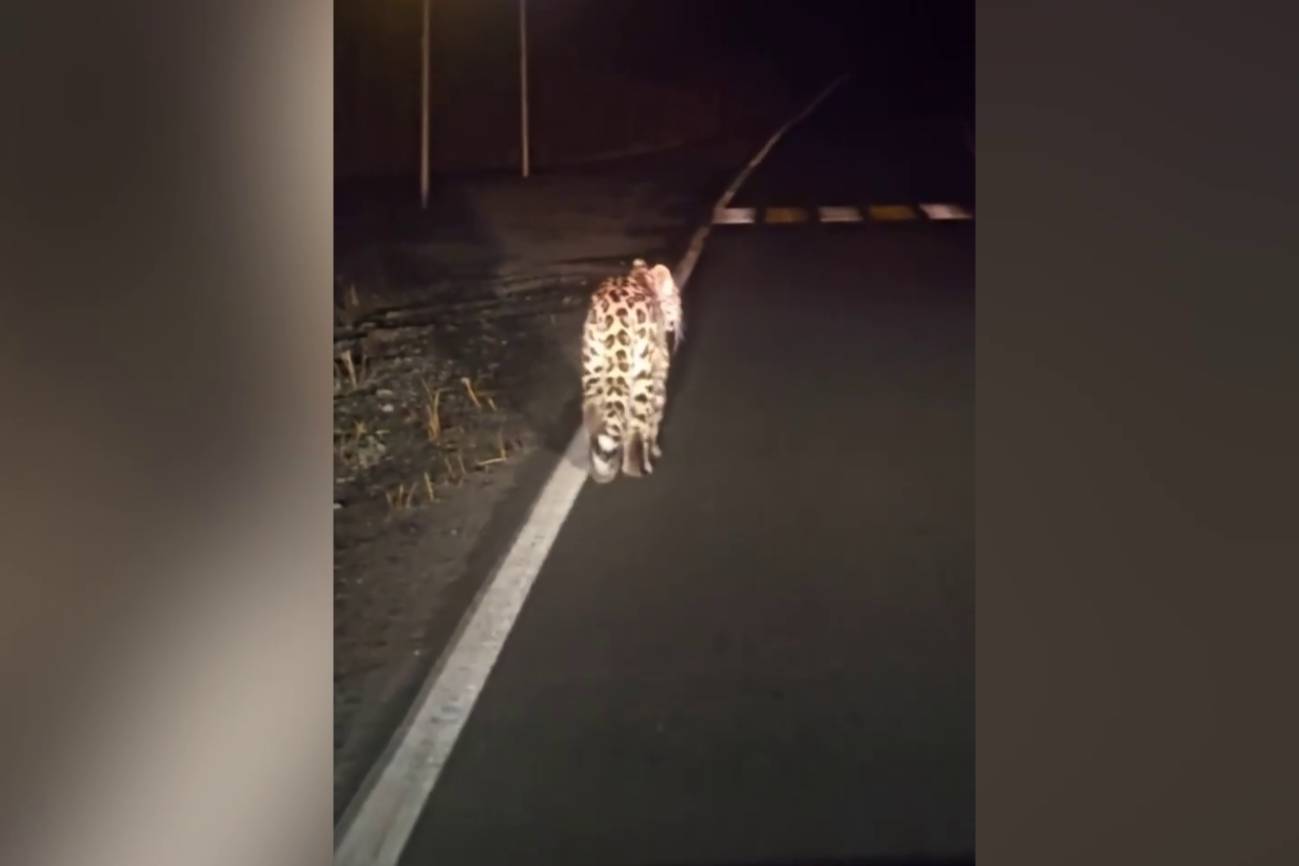 Леопард устроил ночной променад по трассе в Приморье и попал на видео
