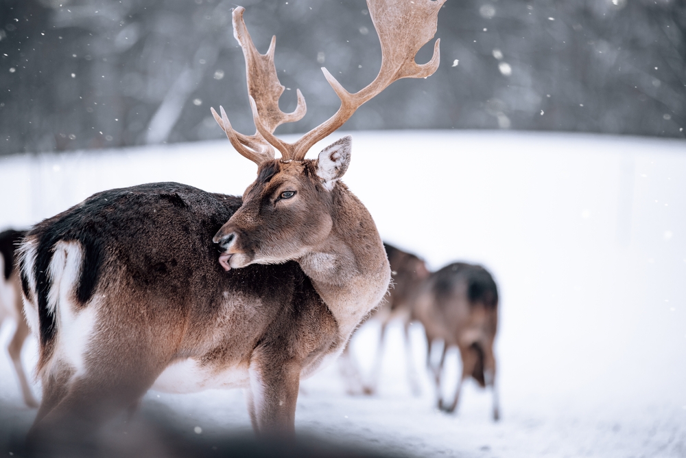 На Масленице в Красноярском крае измождённого оленя вновь и вновь заставляли катать людей