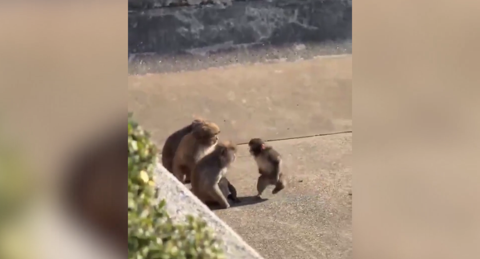 Сиротка-Панч из зоопарка Итикавы встал в полный рост и впервые дал отпор обидчикам