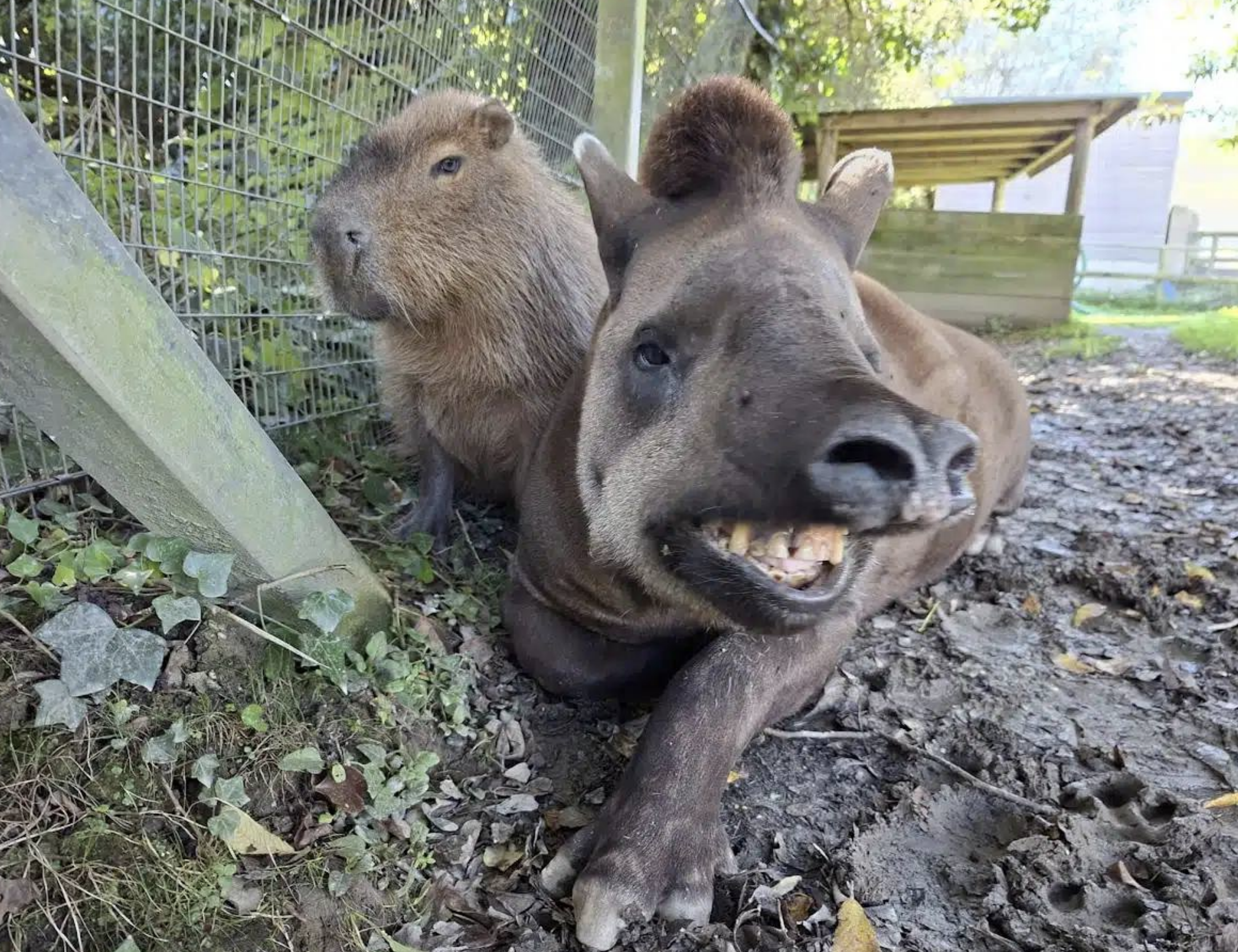 В британском зоопарке усыпили капибару и тапира в один день, чтобы их не разлучать
