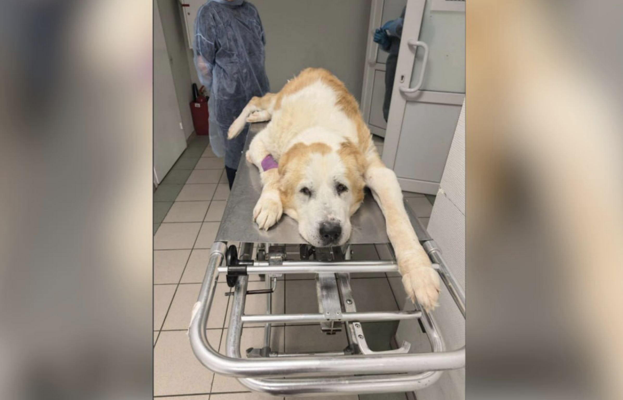 Вспышка собачьей чумы зафиксирована в подмосковном приюте и столичных ветклиниках