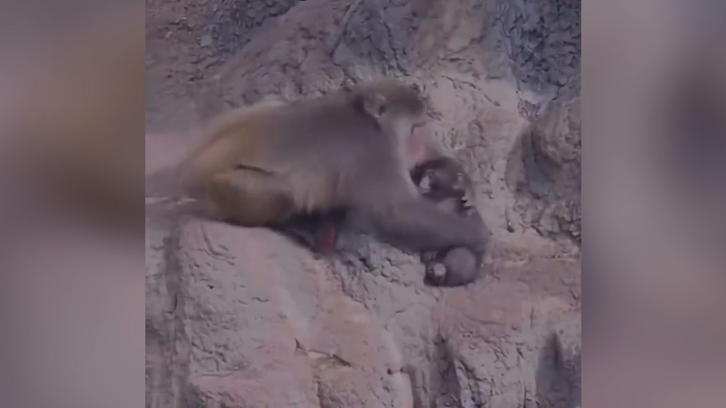 Старая макака обняла и прижала к сердцу малыша Панча, как родного &mdash; видео