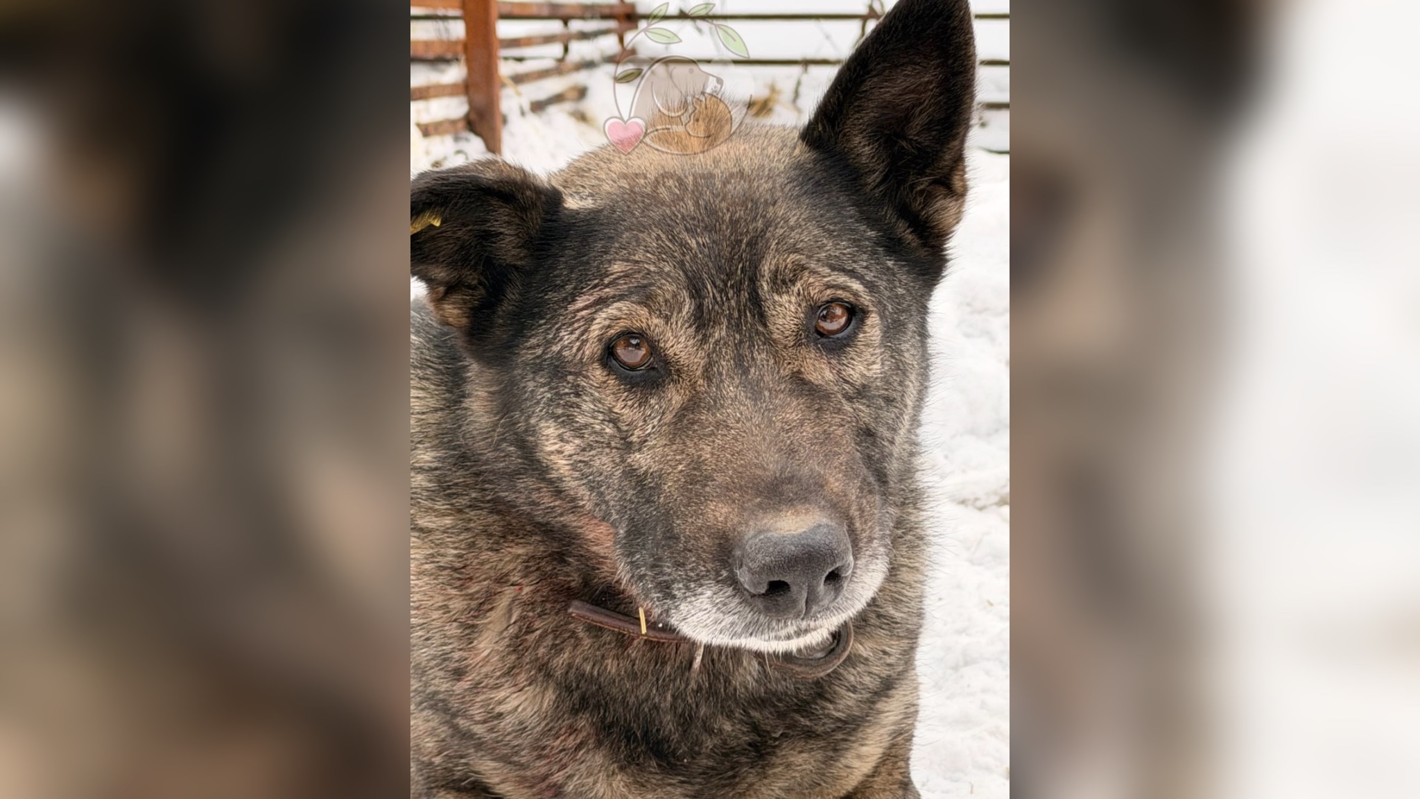 В приюте рассказали об адаптации собаки Додобони, попавшей в скандал с &laquo;Додо Пиццей&raquo;