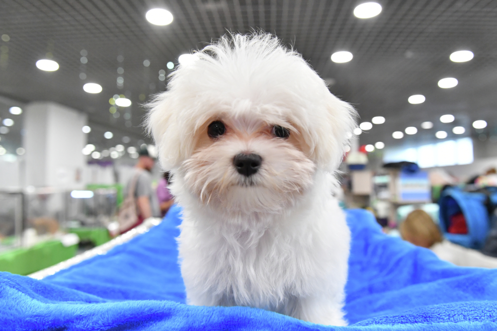 Найдена самая дорогая собака в Москве за 2,2 миллиона рублей