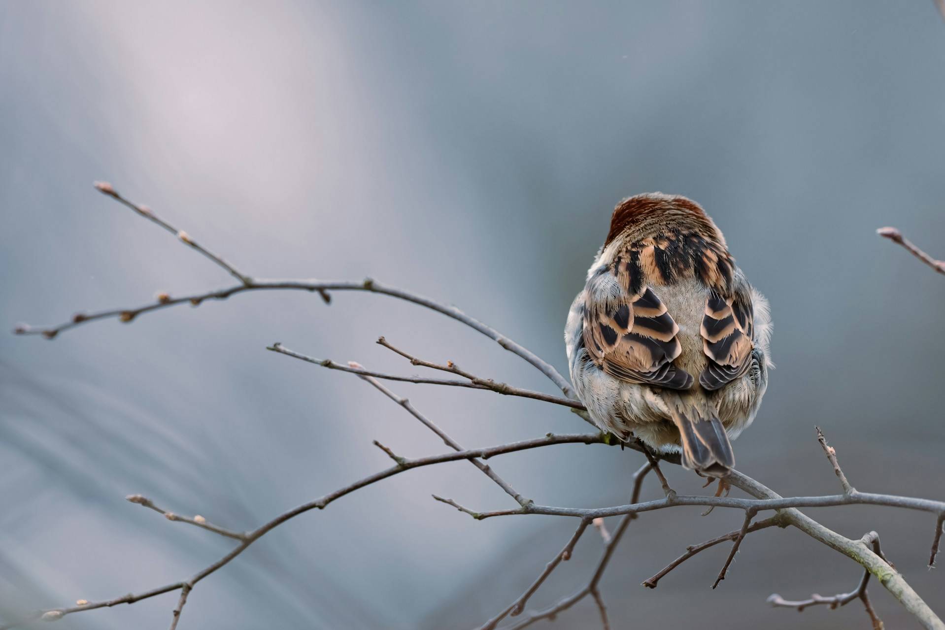 В феврале пройдёт Всероссийская перепись воробьёв