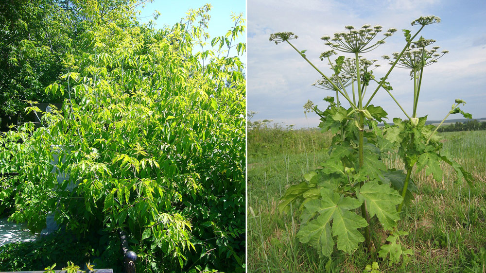 Новый список инвазивных растений от Рослесхоза с угрозой штрафов до 700 тыс. рублей