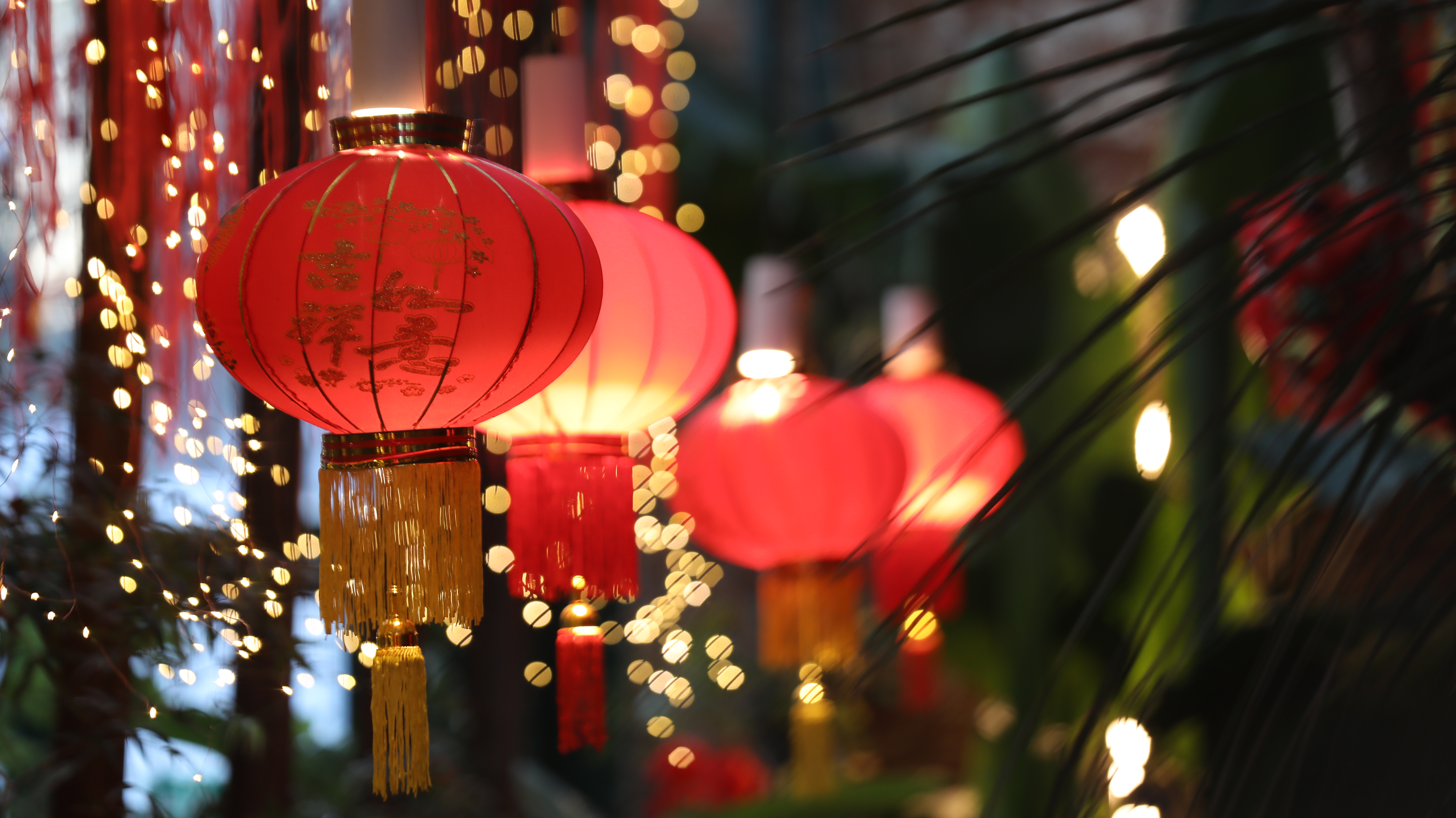 Драконы среди орхидей: Фестиваль Китайского Нового года открылся старейшем ботаническом саду России