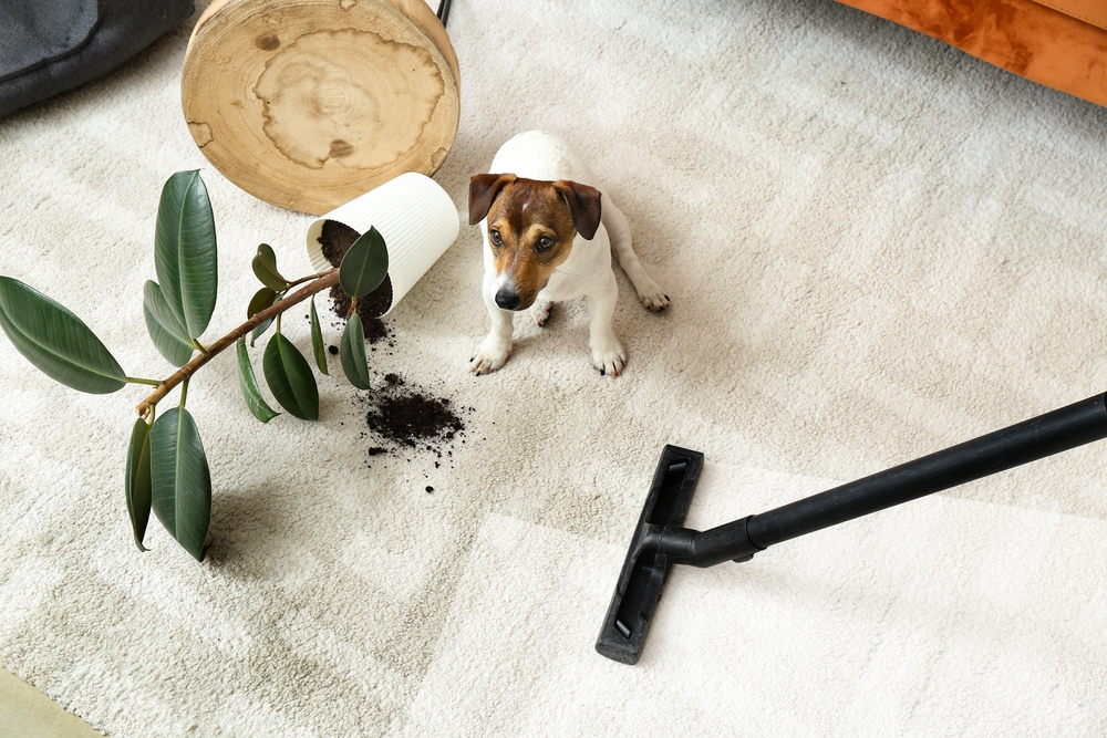 Война с пылесосом окончена: Экспертный план по заключению перемирия с питомцем