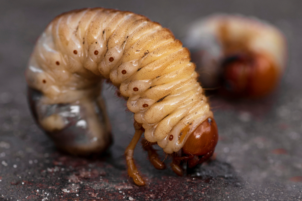 Во Франции обанкротился завод по производству продуктов из насекомых