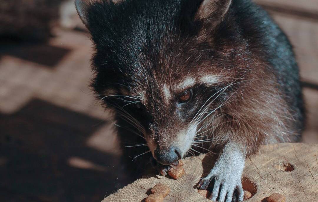 Енотиха Света умерла на Городской ферме на ВДНХ