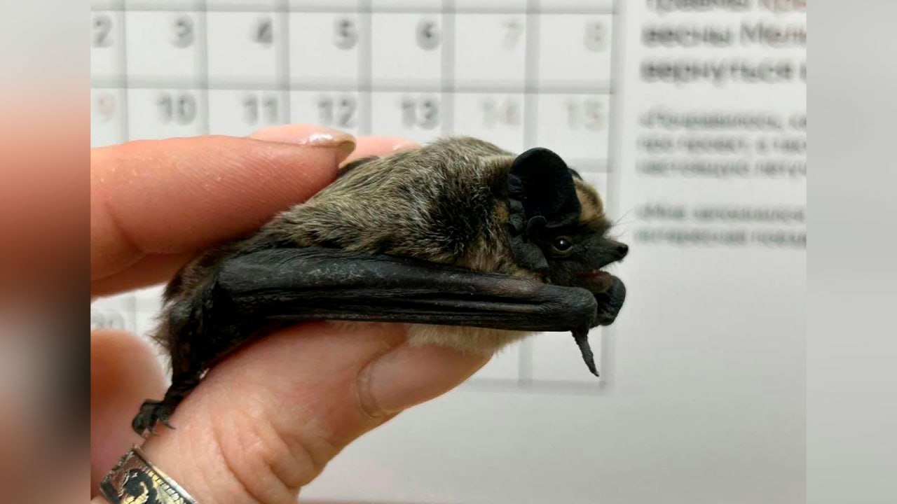 &laquo;Бэтмен&raquo; Биря спросонья залетел в квартиру москвички и устроил переполох