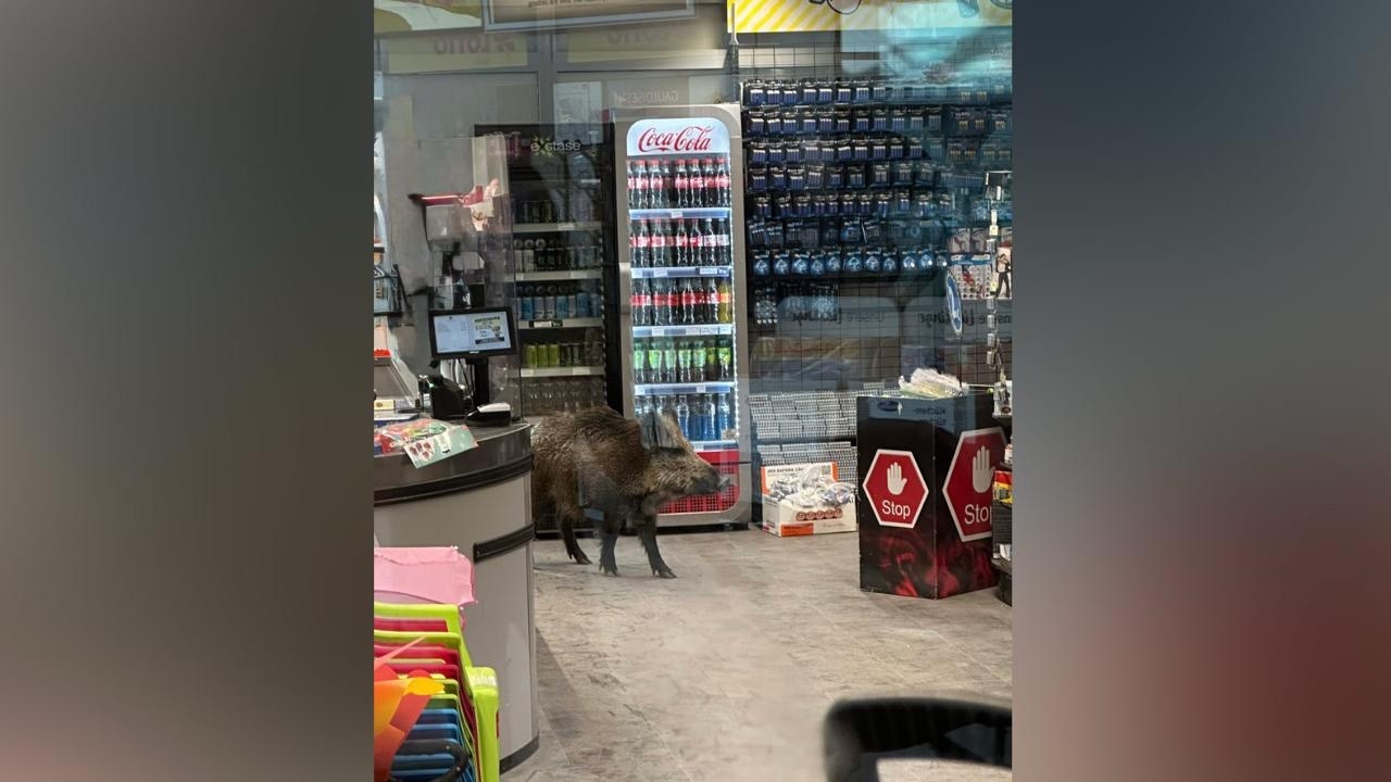 Дикий кабан ворвался в ТЦ и вызвал переполох
