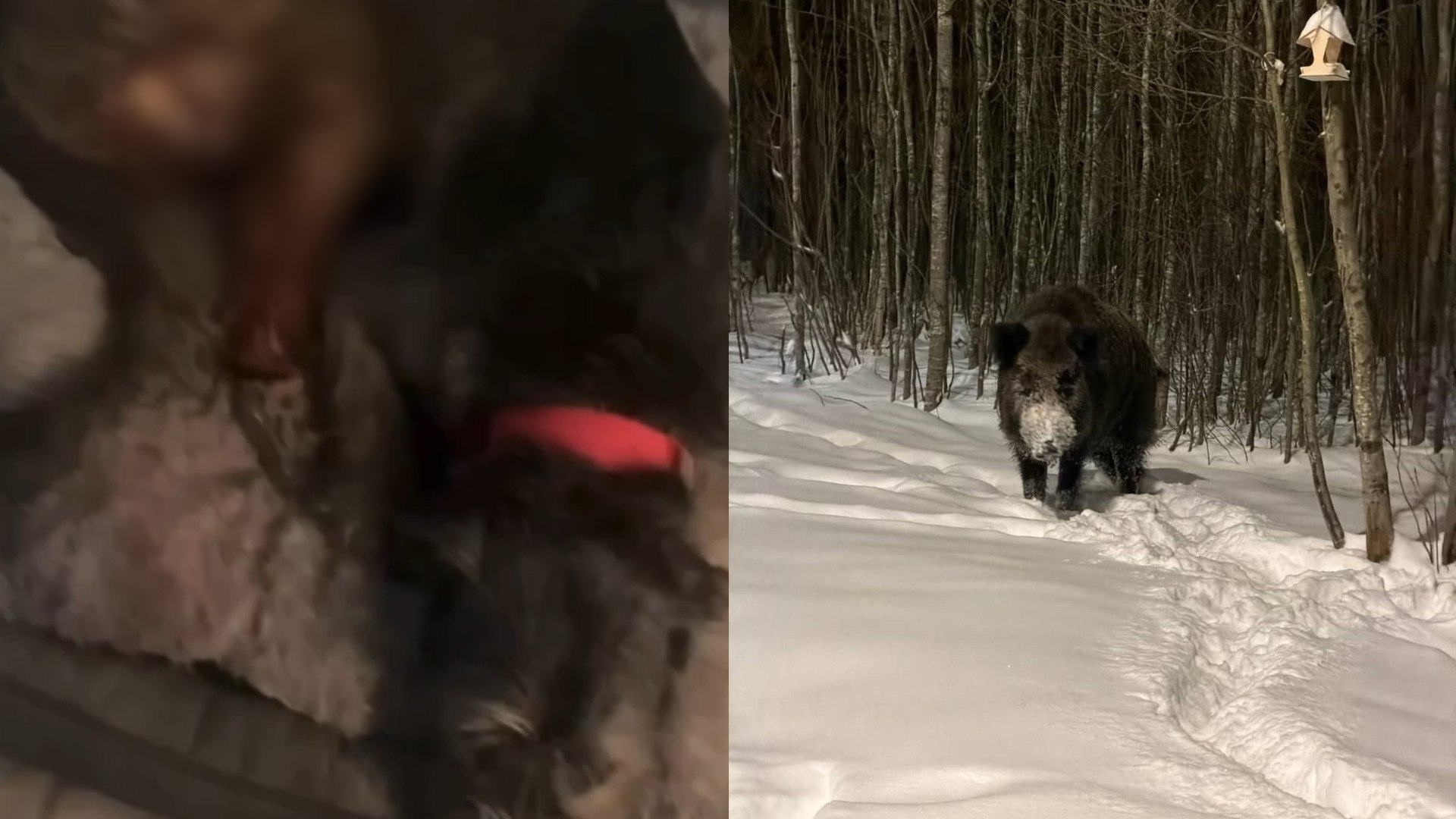 Дикий кабан чуть не растерзал домашнюю собаку в Петербурге