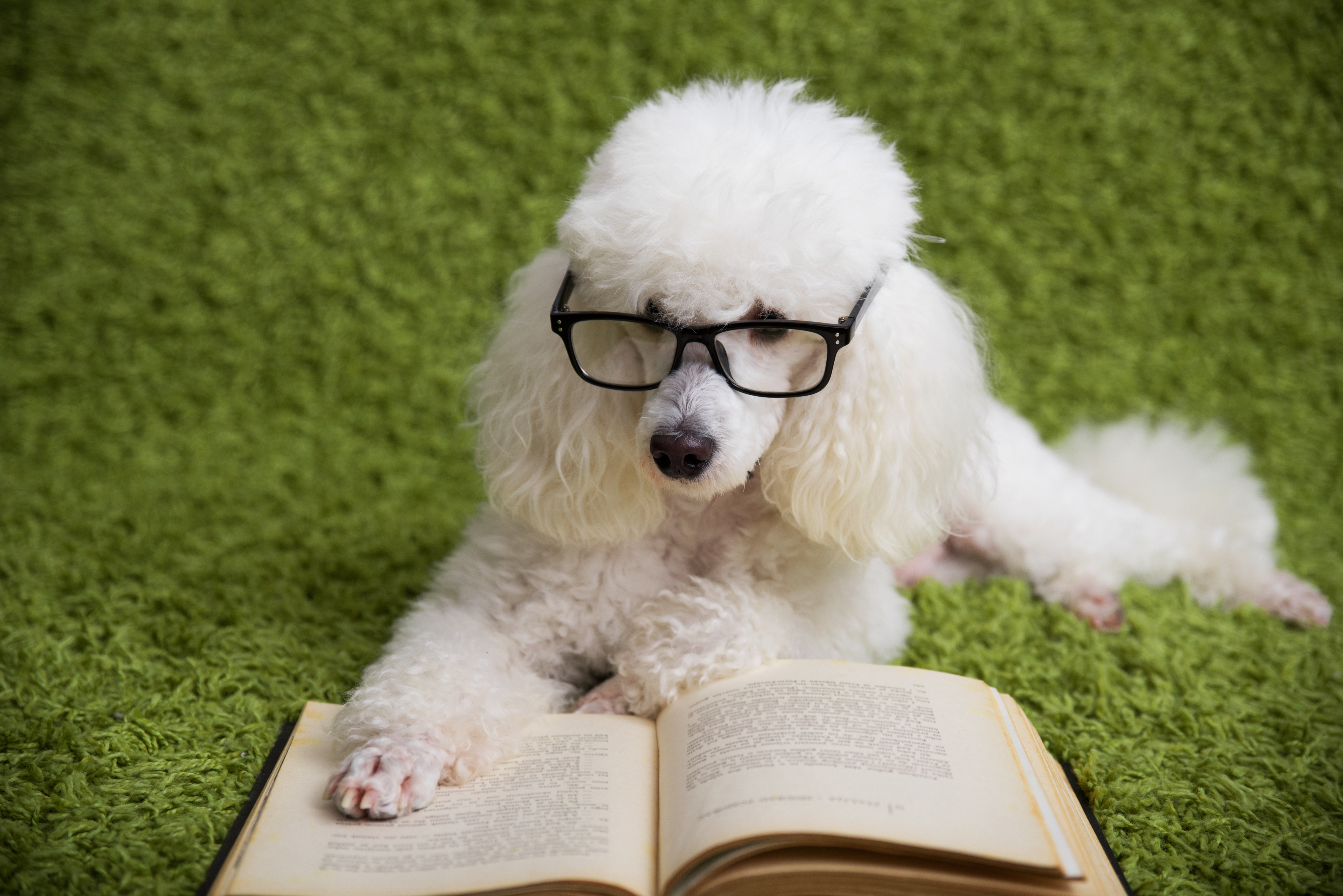 Пудель случайно поджёг себя за несколько дней до собачьей выставки в Шотландии &mdash; видео